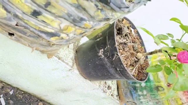 china rose-polyantha variety growing tips in tamil смотреть онлайн