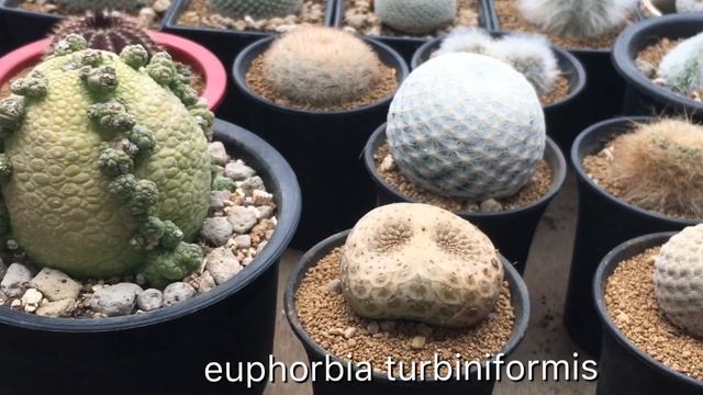 ยูโฟเบีย รูปร่างประหลาด : Euphorbia turbiniformis | 2 สิงหาคม 2562 смотреть онлайн