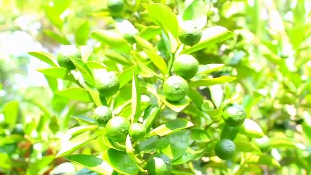 Lemon With Relaxing Music 🎶 no adds смотреть онлайн