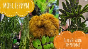Монстериум- первая выставка-ярмарка экзотических растений в Москве от организаторов Орхидиума. Обзор