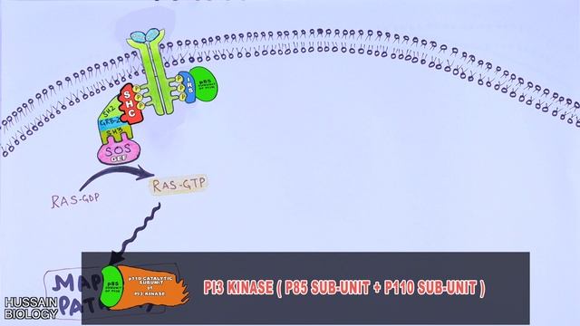 PI3k/AKT/mTOR Pathway