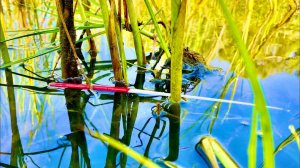 Рыбалка на  поплавок Карась на поплавок