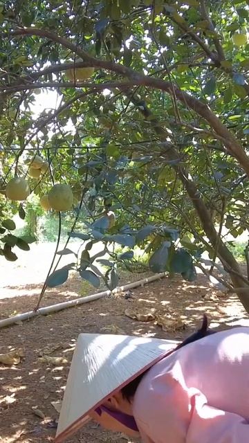 How to harvest grapefruit tree in the garden #shorts смотреть онлайн