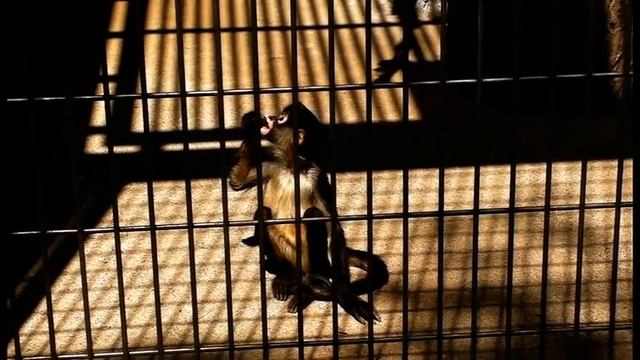 ジェフロイクモザルの子供Geoffroy’s Spider Monkey　Child смотреть онлайн