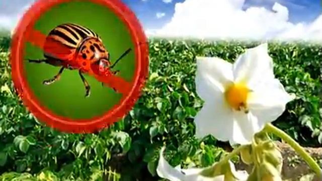 Протруйник Шедевр смотреть онлайн