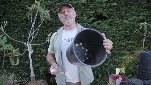 Transplanting A Loquat Tree смотреть онлайн