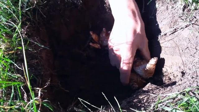 Come piantare i bulbi di narcisi смотреть онлайн