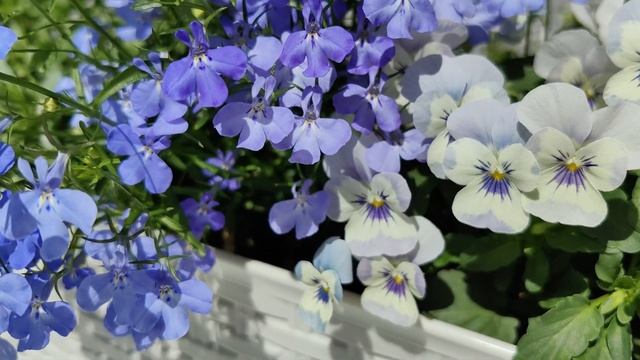 Ампельные цветы для дома смотреть онлайн