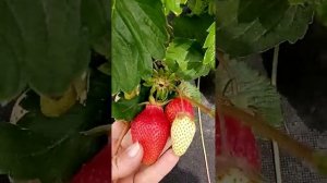 Сорт клубники КСД Александра- вкусный, крупноплодный, урожайный.
