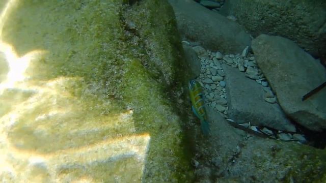 Meerpfau (Thalassoma pavo) смотреть онлайн