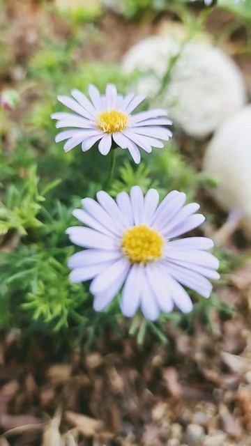 23-5- 57 사계코스모스(미니코스모스) смотреть онлайн