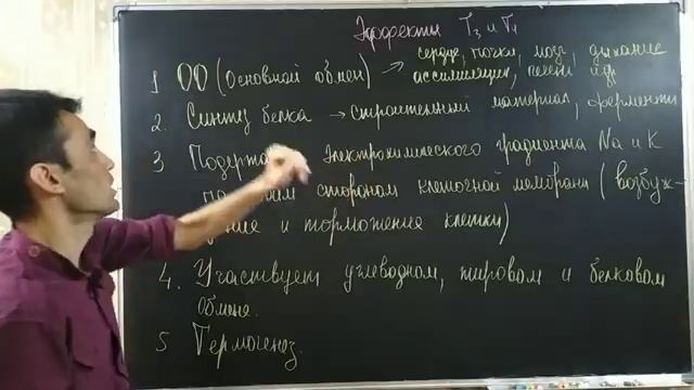 ЭНДОКРИННАЯ СИСТЕМА. ЩИТОВИДНАЯ ЖЕЛЕЗА смотреть онлайн