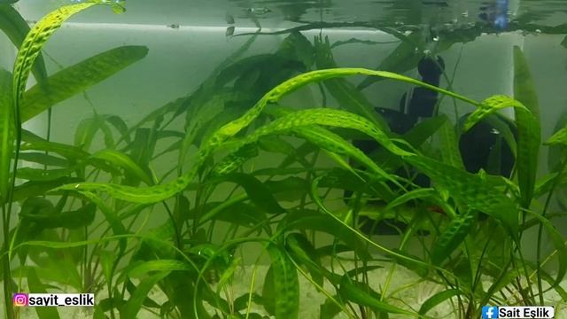 AMAZON AKVARYUMU KURDUM !!! I set up amazon aquarium смотреть онлайн