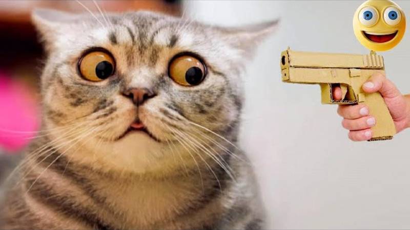 🤣 Лучшие видео о домашних животных 2025 г. смотреть онлайн