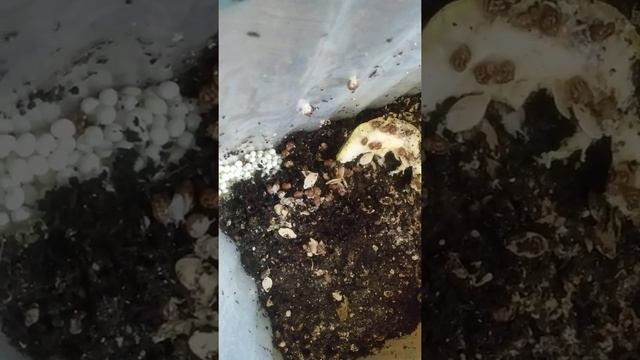 Ретики размножение смотреть онлайн