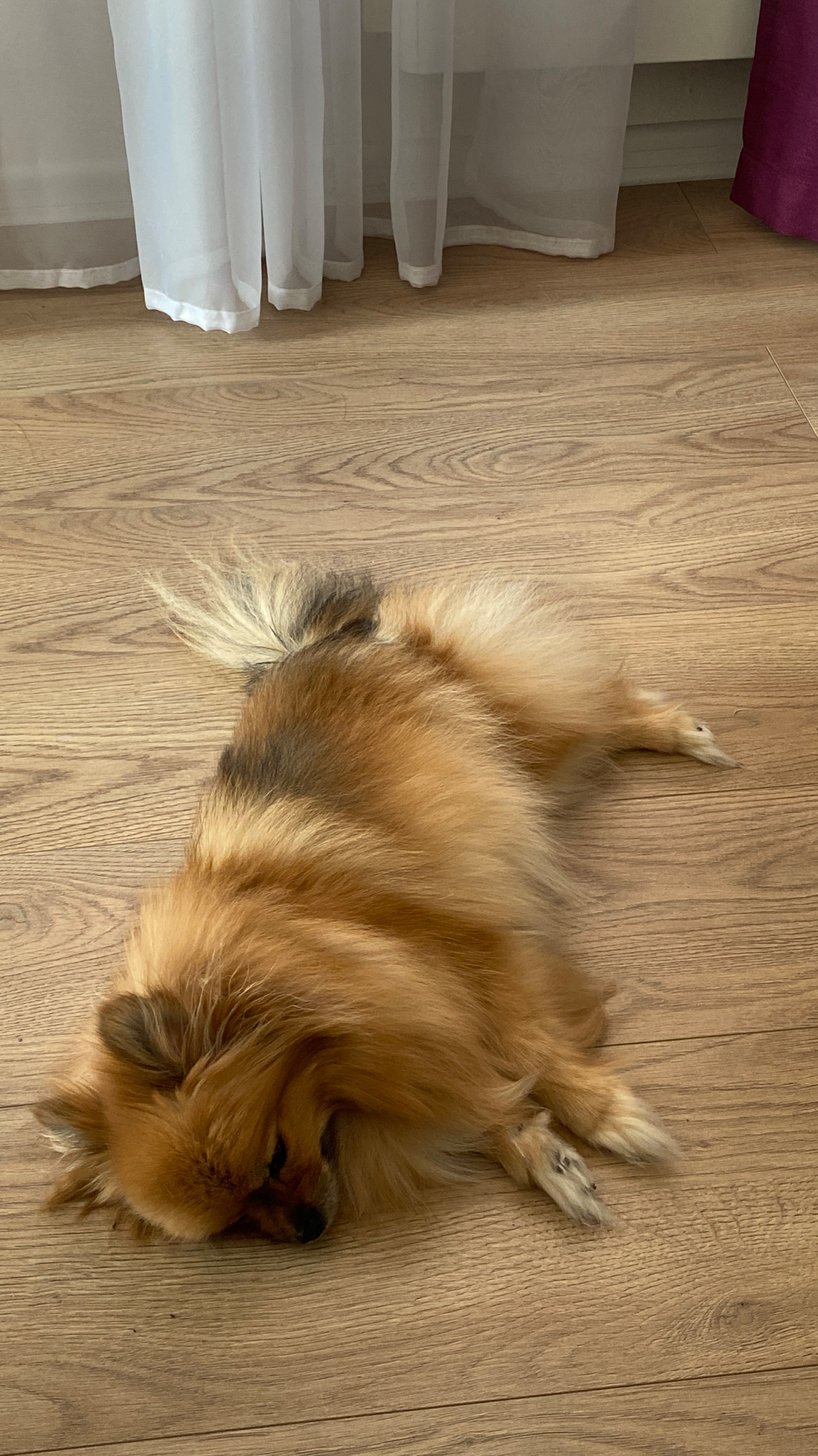 Померанский шпиц отдыхает. Мою собаку зовут Мелисса.