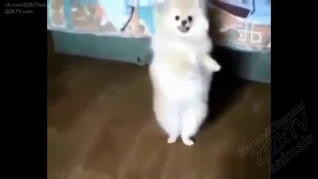 приколы с животными смотреть онлайн