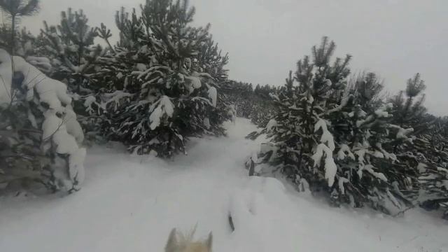 " Зимний вальс "
Зима, кони, … музыка смотреть онлайн