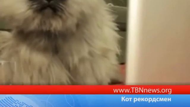Кот рекордсмен смотреть онлайн