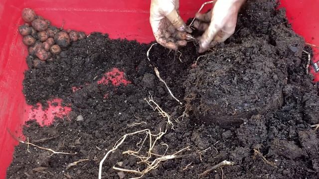 Old Store Bought Potatoes Grown In Small Pots - Potato Harvest смотреть онлайн