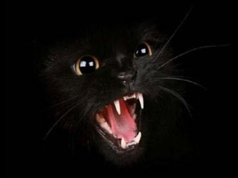 Чёрная пантера смотреть онлайн