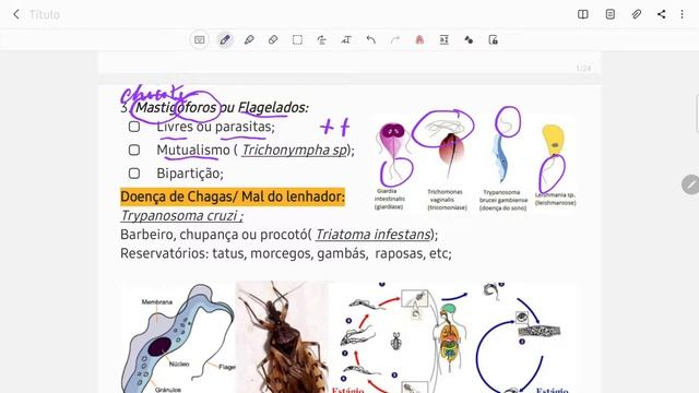 Reino Protista: Protozoários смотреть онлайн