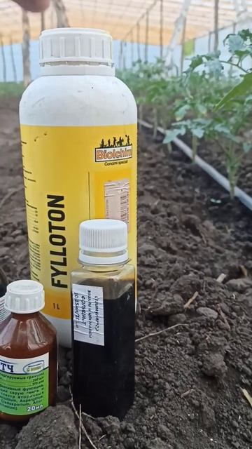 листовая подкормка растений томата🍅🍅🍅 смотреть онлайн