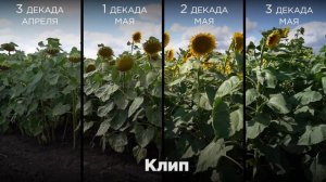 Влияют ли сроки посева на продуктивность подсолнечника?