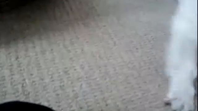 Cactus Vs. Bimbo смотреть онлайн