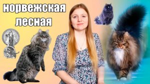 Норвежская лесная кошка. История и особенности породы
