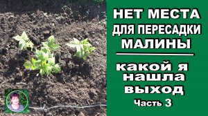 Как омолодить старую малину не перенося ее на новое место  Показываю свой метод Часть 3