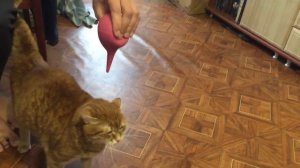 The cat plays with an enema / Кот играет с клизмой