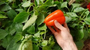 Вы будете меня ругать! Перец пережил заморозок -7 Как спасли урожай.