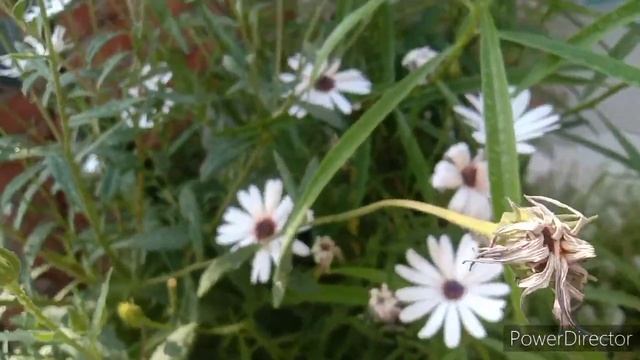 How to grow and care African daisy flower plant खूबसूरत फूलों को कब लगाएं कब इनके बीच निकाल कर रखें смотреть онлайн