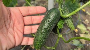 Огурец Мадейра F1 на приспуске. Из-за морозов и повреждений решили приспускать.