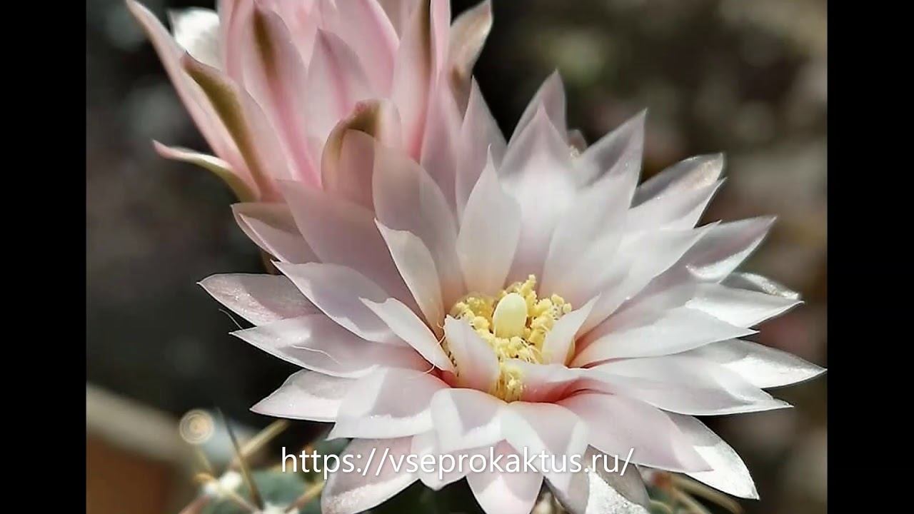 Где без модерации добавить объявление о продаже суккулентов смотреть онлайн