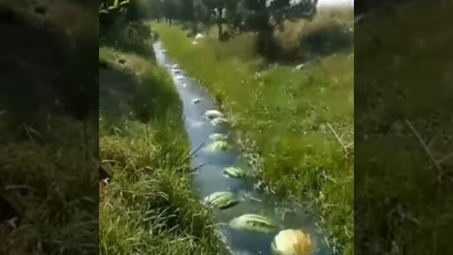 Арбузы плывут • 1 ЧАС – watermelons float • 1 HOUR смотреть онлайн