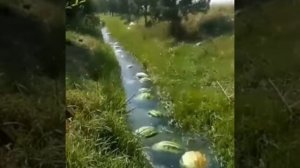 Арбузы плывут • 1 ЧАС – watermelons float • 1 HOUR