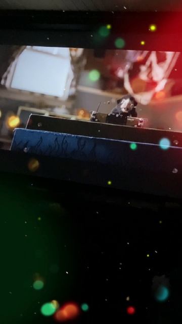 Морская свинка и машинка на пульте управления ✨ смотреть онлайн