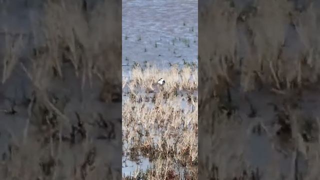 Не знаю что за птица. Но очень громкогласная и длинноногая смотреть онлайн