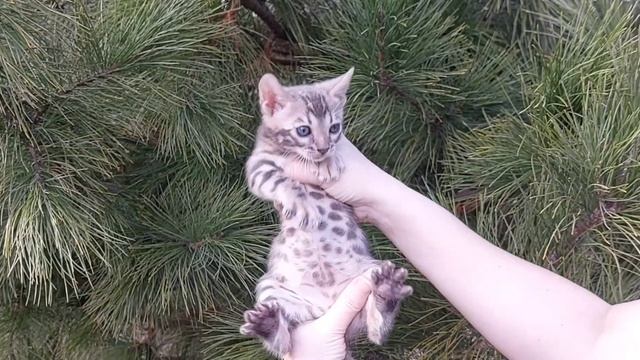 Звёздная Жасмин - бенгальская девочка от Миры и Мартина, родилась 15.02.24