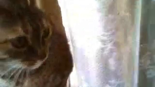 кошка смотреть онлайн