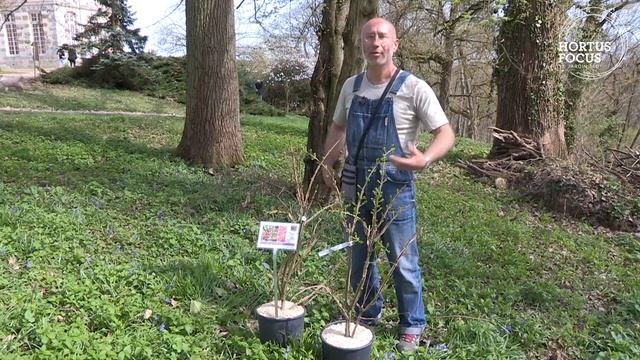 Conseil d'experts : comment cultiver le fusain ailé (Euonymus phellomanus) смотреть онлайн