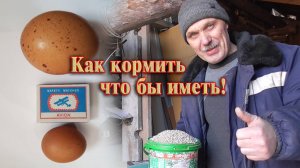 Кормление кур несушек в домашних условиях. Сколько стоит?
