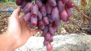 Виноград Ризамат