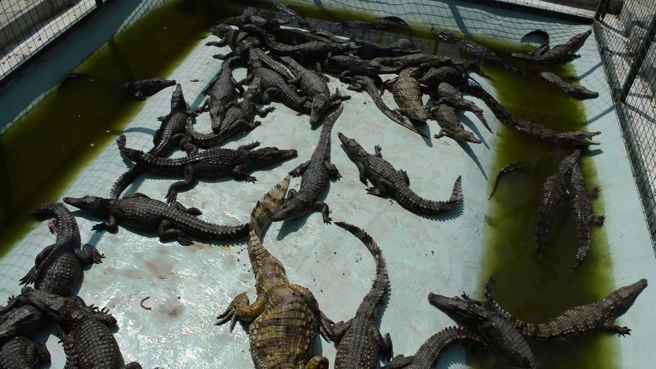 Гавиаловый крокодил в Голубицкой смотреть онлайн