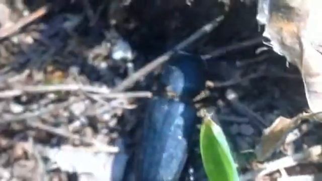 땅 위에서 기어 다니는 고려줄딱정벌레, Leptocarabus koreanus, ホソヒメクロオサムシ смотреть онлайн