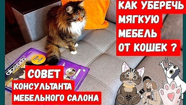 Когти домашних питомцев.Что можно сделать смотреть онлайн