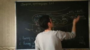 ДЫХАНИЕ. ГАЗЫ КРОВИ. БКК, МКК