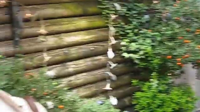 ち○ぽと言わせる方法　Pファミ смотреть онлайн